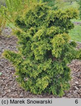 Thuja occidentalis Bablin