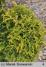 Thuja occidentalis Bablin