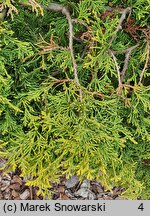 Thuja occidentalis Bablin