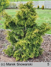 Thuja occidentalis Bablin