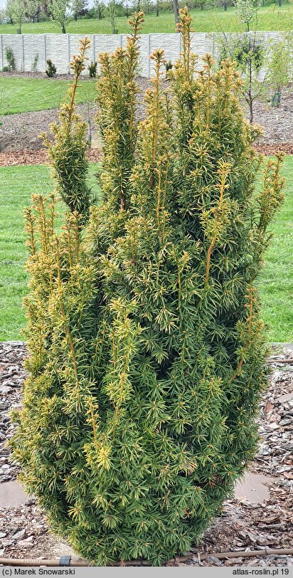 Taxus baccata Aurea Rogów