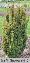 Taxus baccata Aurea Rogów