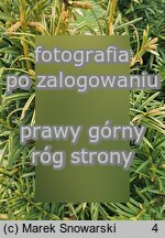 Taxus baccata Aurea Rogów