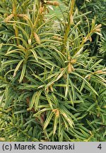 Taxus baccata Aurea Rogów