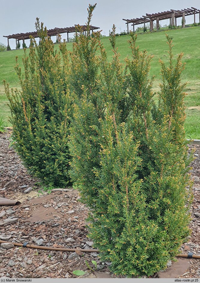 Taxus baccata Hoseri