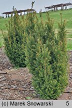 Taxus baccata Hoseri