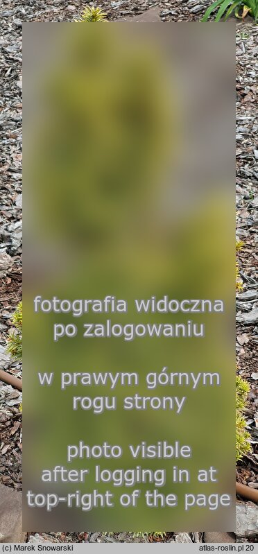 Taxus ×media Katyń