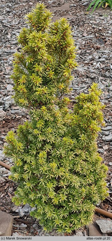 Taxus ×media Katyń