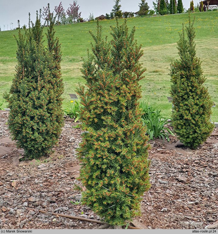 Taxus baccata Goplana