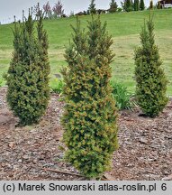 Taxus baccata Goplana