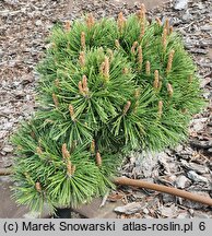 Pinus rotundata Zieleniec WB