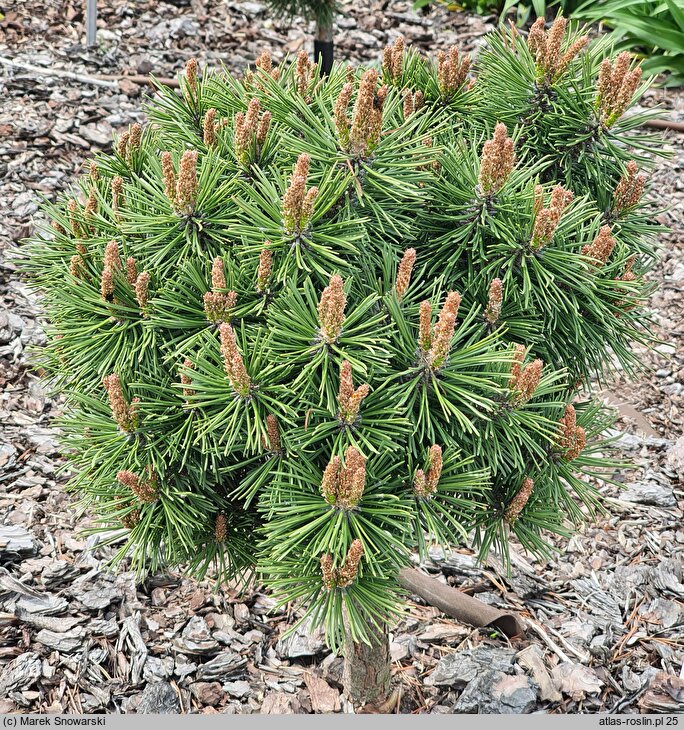 Pinus rotundata Zieleniec WB