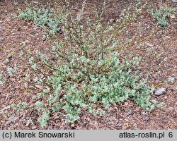 Salix lapponum (wierzba lapońska)