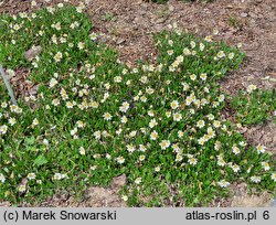 Dryas octopetala (dębik ośmiopłatkowy)