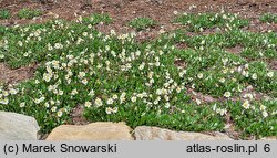 Dryas octopetala (dębik ośmiopłatkowy)