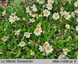 Dryas octopetala (dębik ośmiopłatkowy)