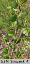 Betula nana (brzoza karłowata)