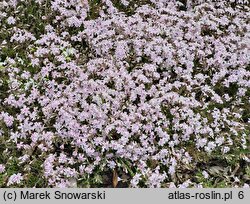 Phlox subulata Candy Stripes