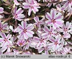 Phlox subulata Candy Stripes