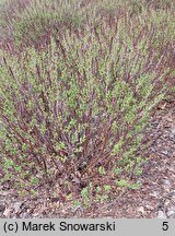 Myrica gale (woskownica europejska)