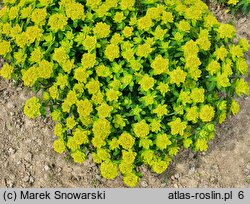 Euphorbia epithymoides (wilczomlecz pstry)