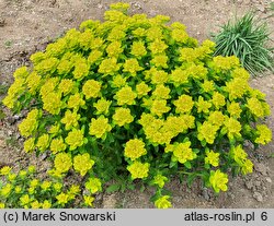 Euphorbia epithymoides (wilczomlecz pstry)