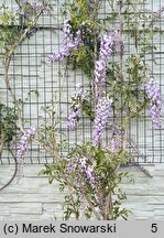 Wisteria floribunda Ludwik Lawin