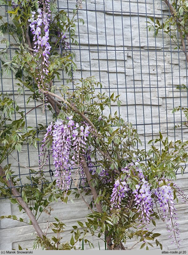 Wisteria floribunda Ludwik Lawin