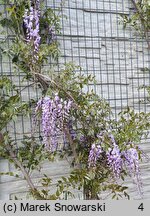 Wisteria floribunda Ludwik Lawin