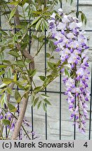 Wisteria floribunda Ludwik Lawin