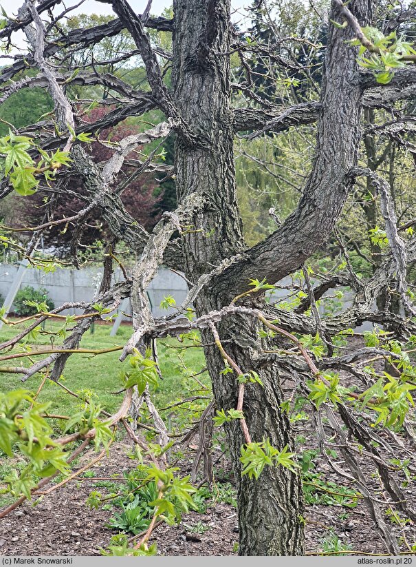 Liquidambar styraciflua Burgundy