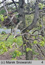 Liquidambar styraciflua Burgundy