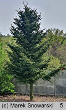 Abies homolepis (jodła nikkońska)