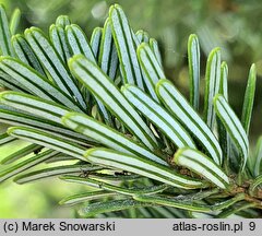 Abies homolepis (jodła nikkońska)