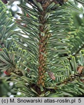 Abies homolepis (jodła nikkońska)