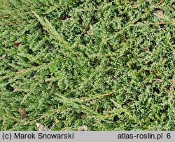 Juniperus horizontalis Turquoise Spreader