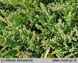 Juniperus horizontalis Turquoise Spreader