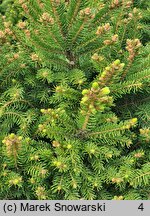 Picea abies Barryi