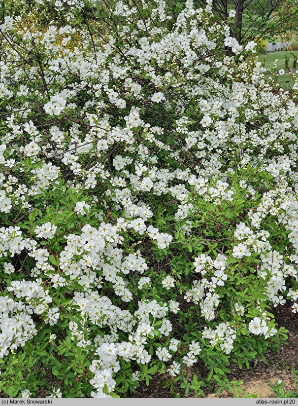 Exochorda racemosa ssp. racemosa Niagara