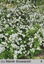 Exochorda racemosa ssp. racemosa Niagara