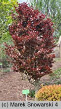 Fagus sylvatica Purpurea Nana