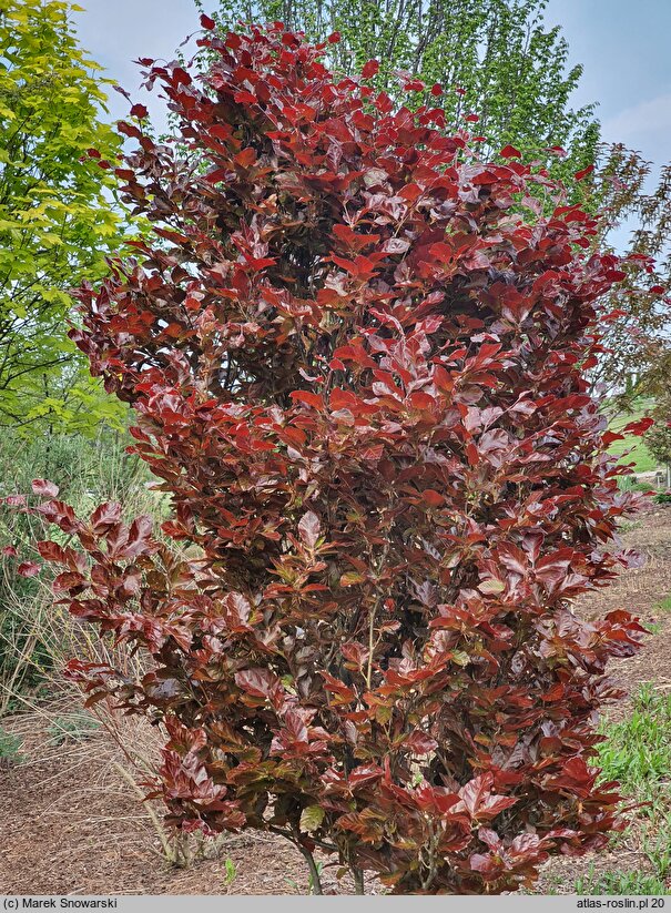 Fagus sylvatica Purpurea Nana