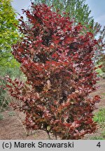 Fagus sylvatica s.str. Purpurea Nana