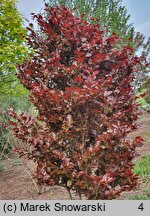 Fagus sylvatica Purpurea Nana