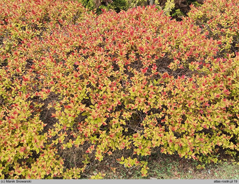 Spiraea japonica Walbuma