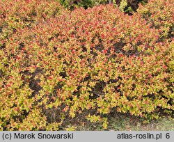 Spiraea japonica Walbuma