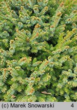 Picea sitchensis WB