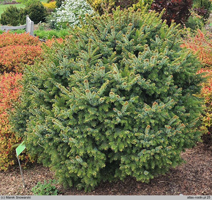 Picea sitchensis WB