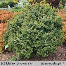 Picea sitchensis WB