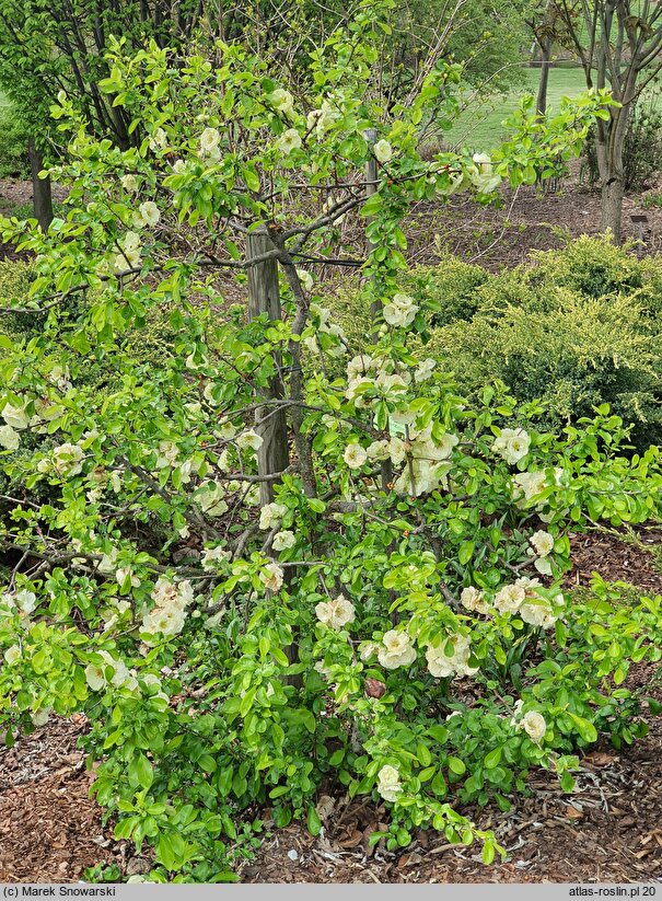 Chaenomeles speciosa Kinshiden